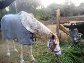 Sinbad - a horse recently rescued by ToL